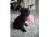 PoulaTo: French bulldog black